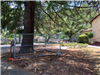 Tree Protection